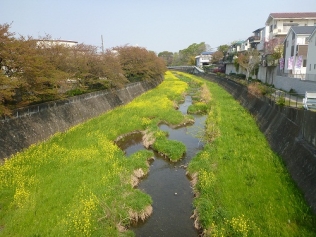 写真（残堀川）