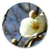 ウメ（白梅）　白梅紅梅約１２０本