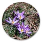 クロッカス　園芸種