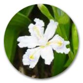 シャガ　アヤメ科