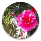 ツバキ　寒椿・藪椿・乙女椿