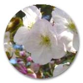 サクラ　里サクラ