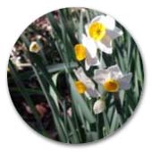 スイセン　ニホンスイセン