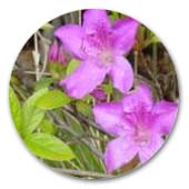 ツツジ　オオムラツツジ