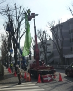 剪定作業状況