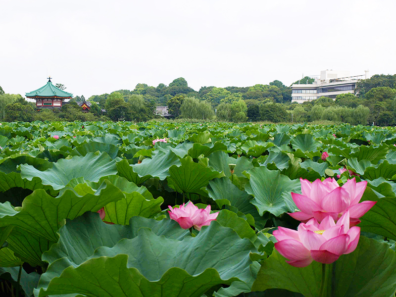 井の頭恩賜公園の画像