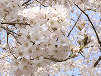 小松乙女の画像