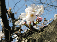 染井吉野の画像