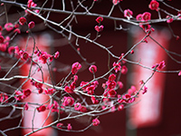 菅公詠梅の画像