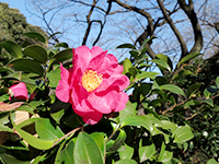 サザンカの画像