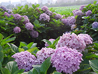 アジサイの画像