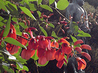 アメリカデイゴの画像