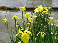 キショウブの画像