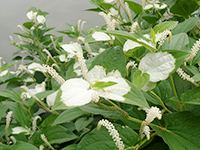 ハンゲショウの画像