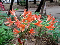 キツネノカミソリの画像