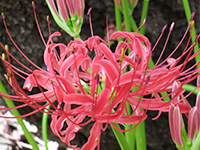 ヒガンバナの画像