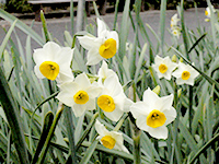 スイセンの画像