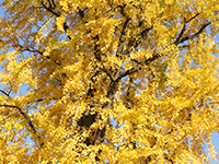 イチョウの画像