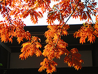 ハゼノキの画像