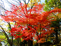 モミジの画像