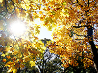 ユリノキの画像