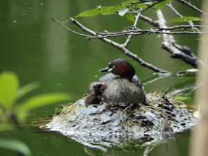 井の頭恩賜公園の画像