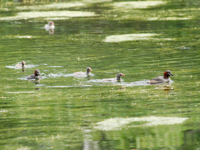 バードウォッチングの画像