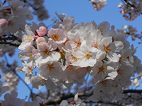 ソメイヨシノの画像