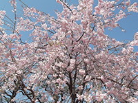 ヤエベニシダレの画像