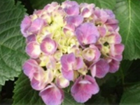 アジサイの画像