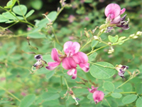 ヤマハギの画像