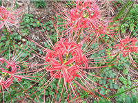 ヒガンバナの画像