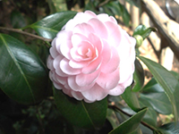 オトメツバキの画像