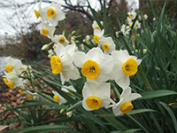 エチゼンスイセンの画像