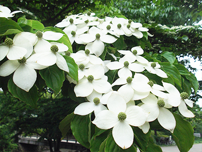 ヤマボウシの画像