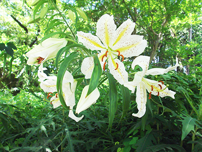 ヤマユリの画像