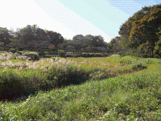 別ウィンドウで表示します