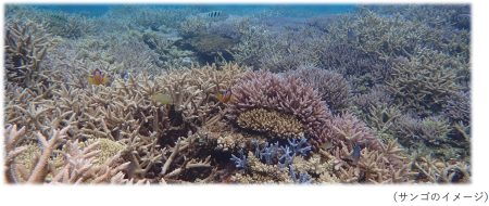 サンゴイメージ