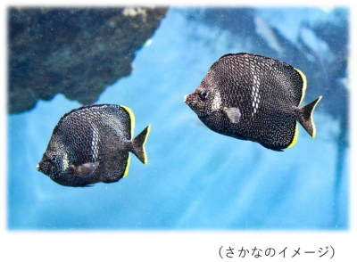 さかなイメージ