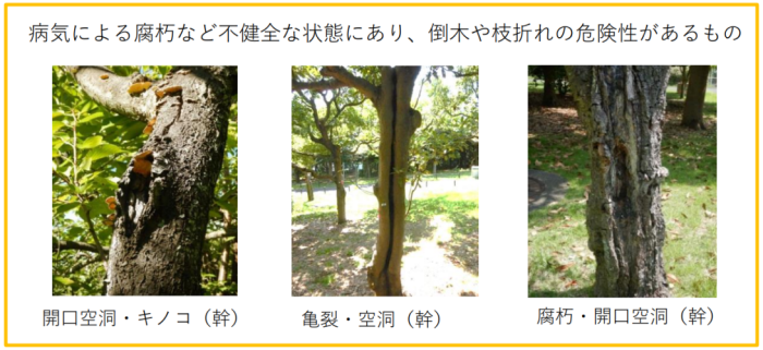 病気による腐朽など不健全な状態にあり、倒木や枝折れの危険性があるもの画像、開口空洞・キノコ（幹）、亀裂・空洞（幹）、腐朽・開口空洞（幹）