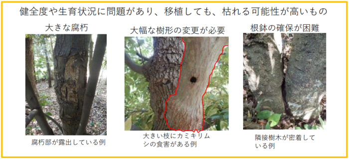 健全度や生育状況に問題があり、移植しても、枯れる可能性が高いもの画像、大きな腐朽＝腐朽部が露出している例、大幅な樹形の変更が必要＝大きい枝にカミキリムシの食害がある例、根鉢の確保が困難＝隣接樹木が密着している例