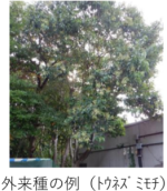 外来種の例（トウネスﾞミモチ）