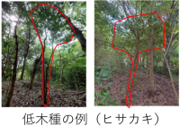 低木種の例（ヒサカキ）