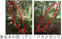 実生木の例（グミ・アカメガシワ）