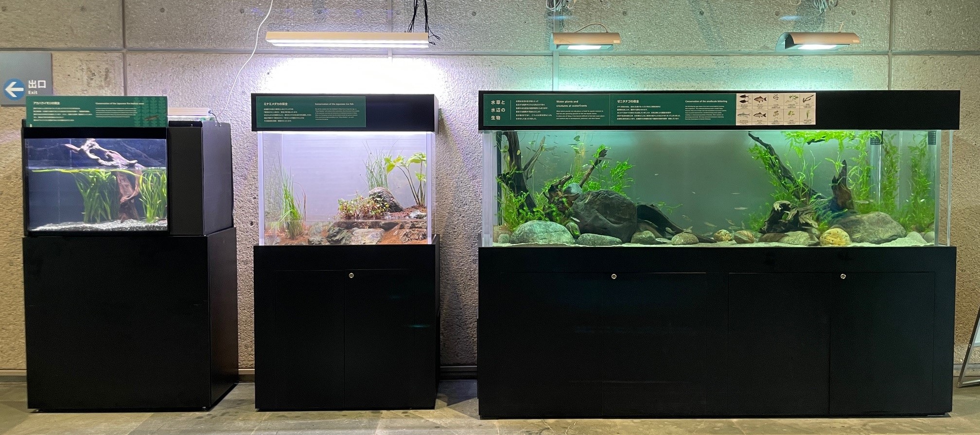 水族園本館内「『水辺の自然』の生き物」